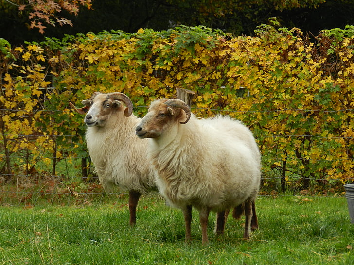 moutons, Heather s, moutons de heath Drenthe