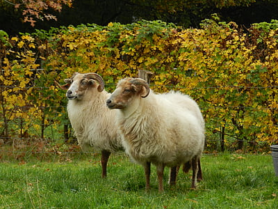 ovce, vresje s, Drenthe heath ovce