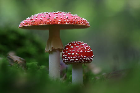 飞金顶, 蘑菇, 秋天, 毒蝇伞, 红色, 真菌, 有毒