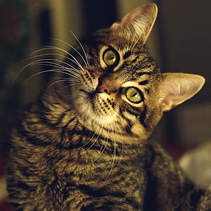 Полосатый Кот, домашнее животное, Животные, Китти, кошка, одно животное, Домашняя кошка