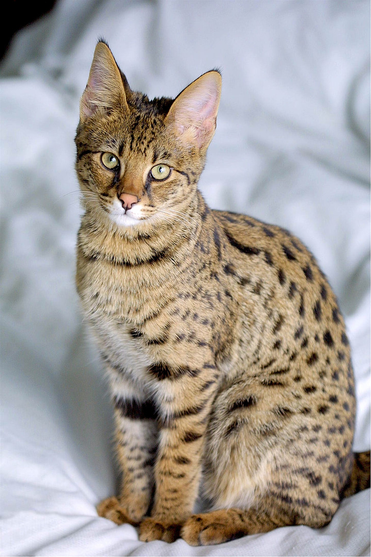 Savannah mèo, Hybrid, Serval, trong nước, mèo, đáng yêu, giống mới