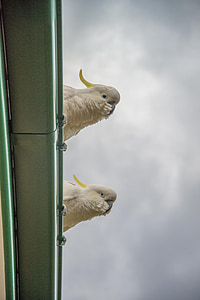 cacatúas, aves, loros, Blanco, Australia
