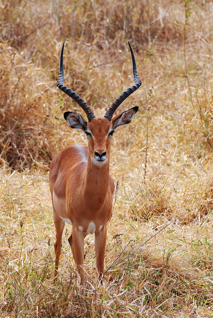 Safari, Kenya, Afrika, hewan, hewan liar, Tsavo, Antelope