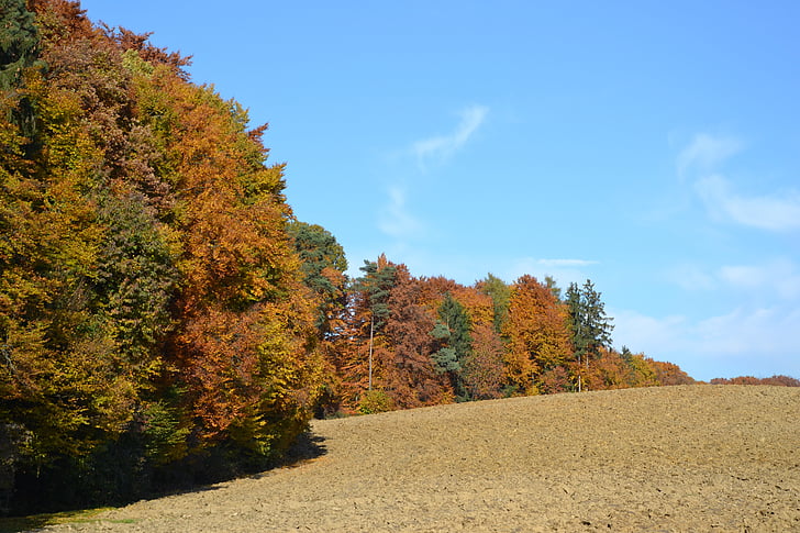 forest, autumn, arable, trees