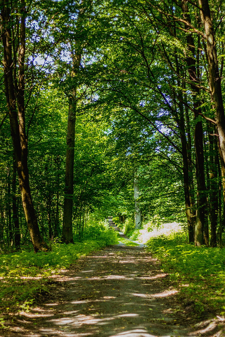 forest, way, foliage, the path, the road in the forest, tree, green