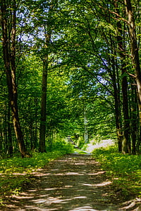 Metsä, tapa, lehtien, polku, Forest road, puu, vihreä
