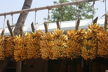 バナナの束, インドのバナナ, バナナ, 伝統的です, 熟した, 束, インド