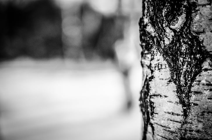 žievė, juoda ir balta, detalus vaizdas, makro, medžio kamieno