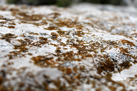 Piatra, macro, lichen, ţese, închide, alb, galben