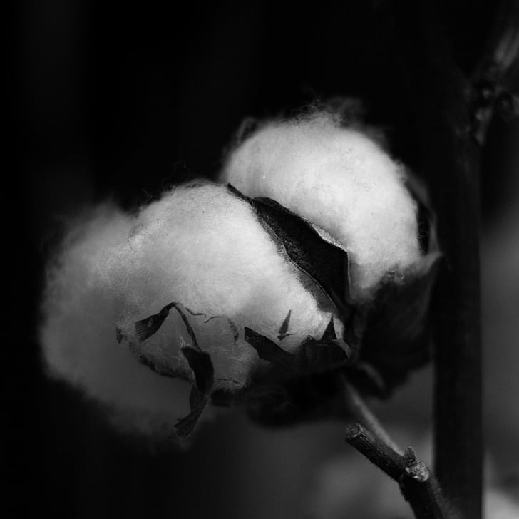 algodão, planta, cápsula, suave, preto e branco, motor, natureza