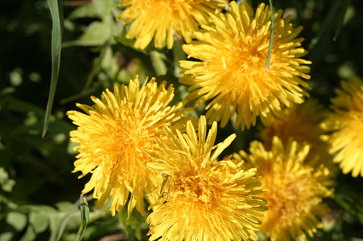 diente de León, amarillo, blütw, primavera, planta, naturaleza, Prado