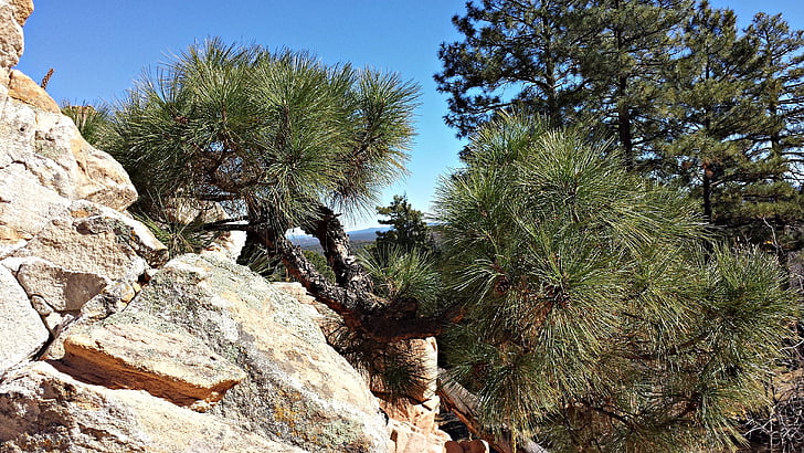 pine, ponderosa pine trees, pine trees, nature, rock, natural, landscape