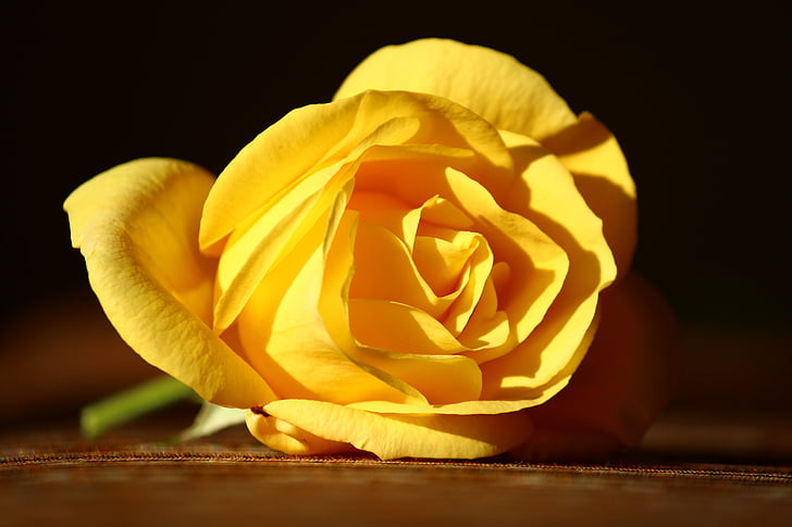 gul rose, uskyldig, vakker, petal, blomst, natur, gul
