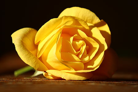 rose jaune, innocent, belle, pétale, fleur, nature, jaune