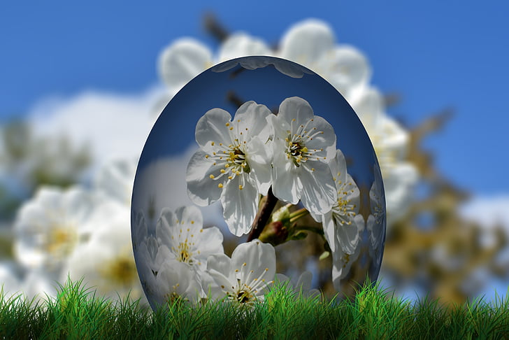 Wielkanoc, jajko, Pisanka, kwiat wiśni, kwiat, Bloom, trawa