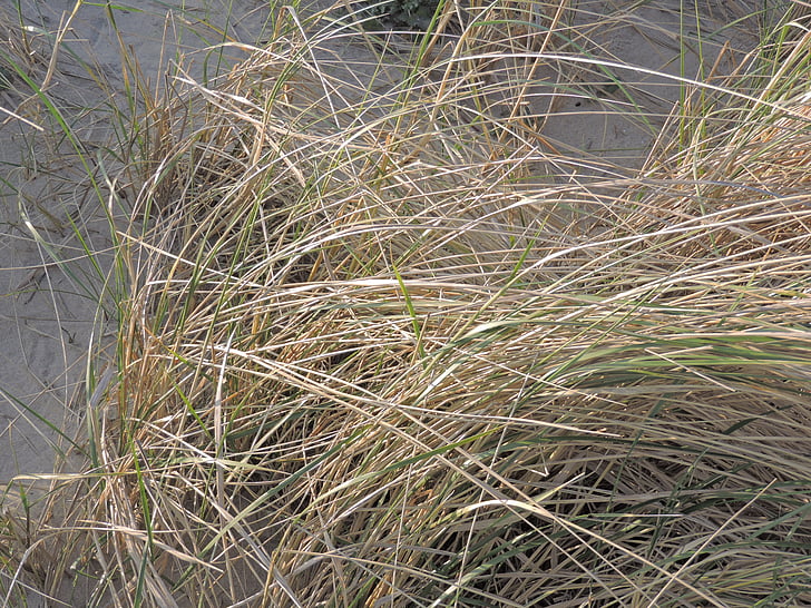 marram の草, 砂, ビーチ