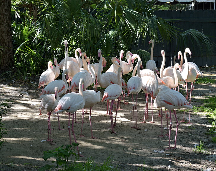 flamingos, pássaro, tropical, vida selvagem, natureza, exóticas, animal