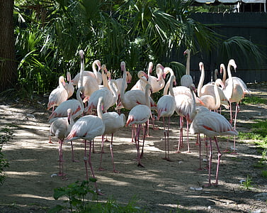 Flamingos, con chim, nhiệt đới, động vật hoang dã, Thiên nhiên, kỳ lạ, động vật