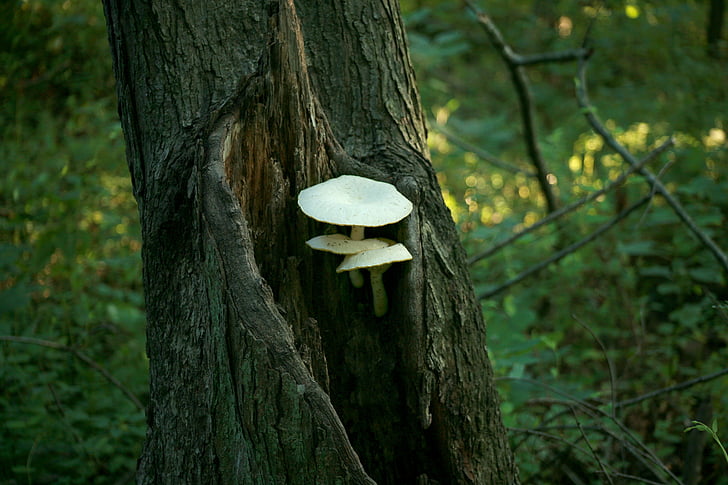 jamur, jamur, putih, pohon, hutan, hijau, alam