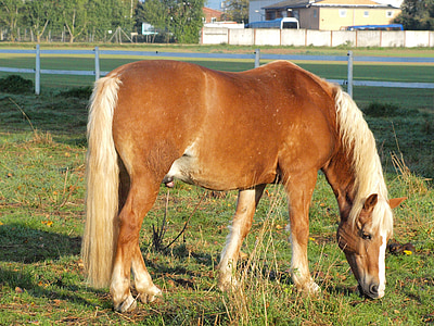 horse, coupling, pasture, eat, brown