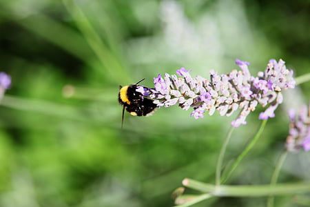 dangkal, fokus, fotografi, lebah, ungu, bunga, tanaman