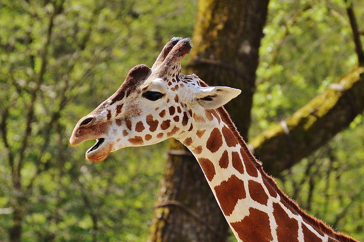 giraff, Zoo, djur, djur porträtt, Tierpark hellabrunn, München