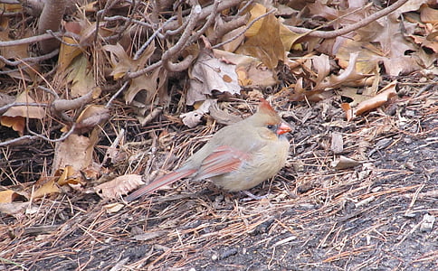 Cardinal, plan incliné, vallonné, au sol, recherche de nourriture, alimentaire, femelle