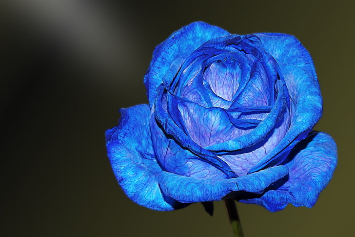 fleur, Blossom, Bloom, bleu, rose bleue, floribunda, Purple