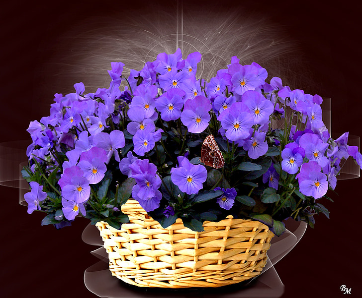 Viola, Bellflower, blomst, blomster, lyseblå print, fiolett
