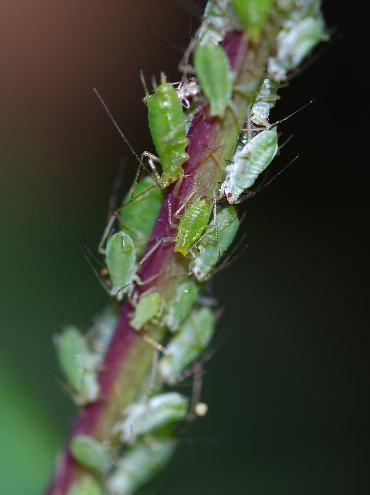 greenfly, pest, bugs, overcrowding, busy, macro