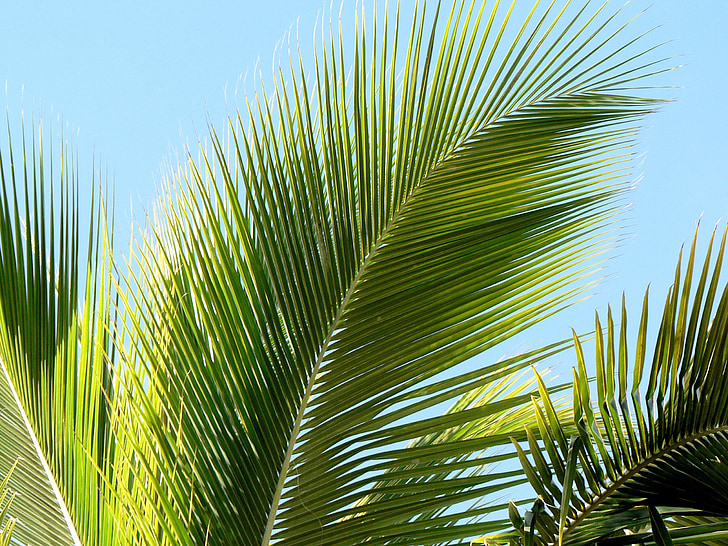 tropikuose, palmės lapas, Palm, lapų, įspaudžiami, atostogų, žalia