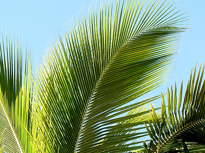 Tropen, Palmblatt, Palm, Blatt, eingerückt, Urlaub, Grün