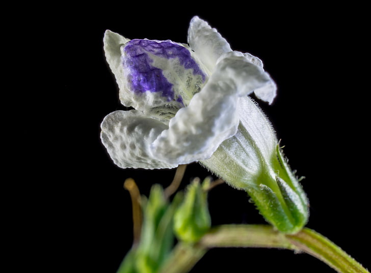 Αγριολούλουδο, μικρό λουλούδι, λευκό μωβ