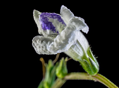 wild flower, small flower, white purple