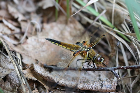 Dragonfly, trava, insektov, narave, od blizu, bilko, suha trava