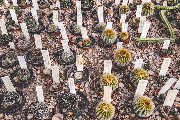 in vaso, Cactus, piante, pentole, Cactus, senza persone, natura