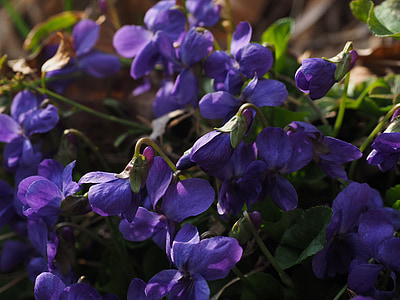 kvepianti Violetiniai, violetinė, gėlė, žiedų, žydėti, kvapioji našlaitė, kovo Violetiniai