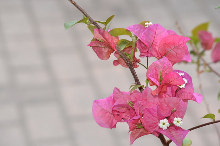 pink, flowers, garden, blossom, outdoor, nature, branch