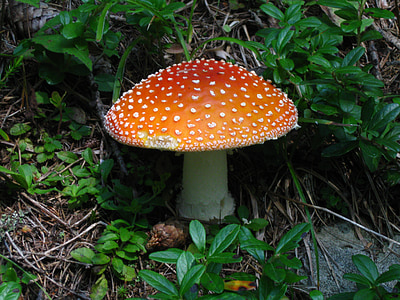 mushrooms, poison, forest, amanita, excursion, fungus, mountain
