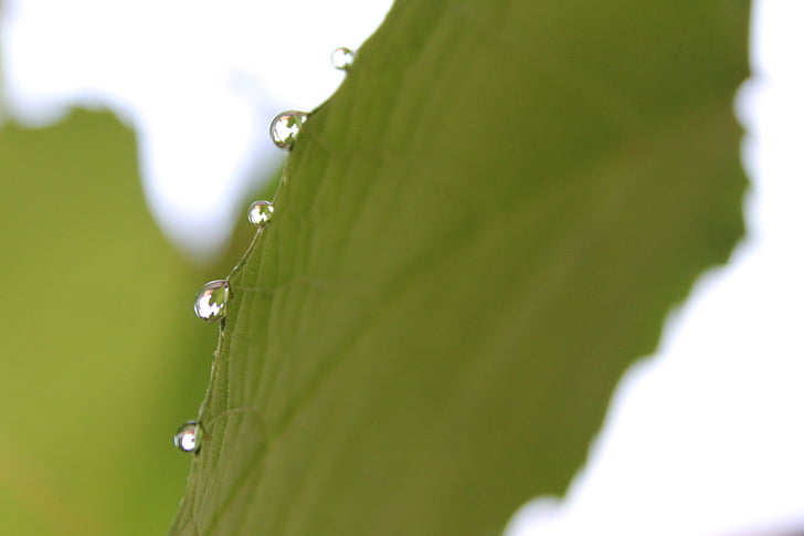 дъжд, капка, листа, природата, капки за растителна листа, вода, растителна