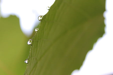 chuva, gota, folha, natureza, folhas de plantas de gotas, água, planta
