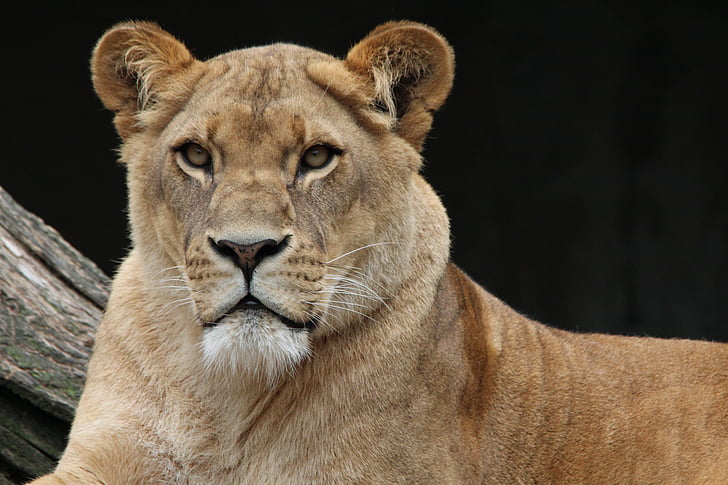 lejon, Panthera leo, Lioness, djurvärlden, Afrika, porträtt, djur