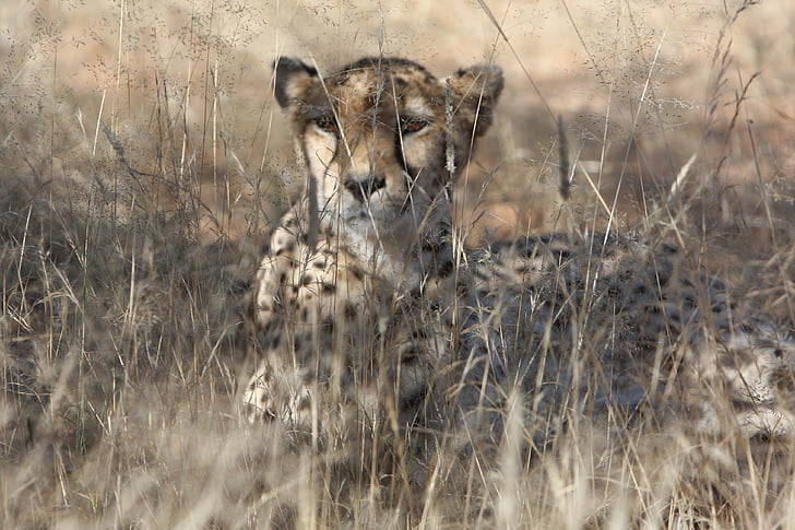 Gepard, Namibie, Wild, Příroda, divoká zvířata, Afrika, Fotografie divoké