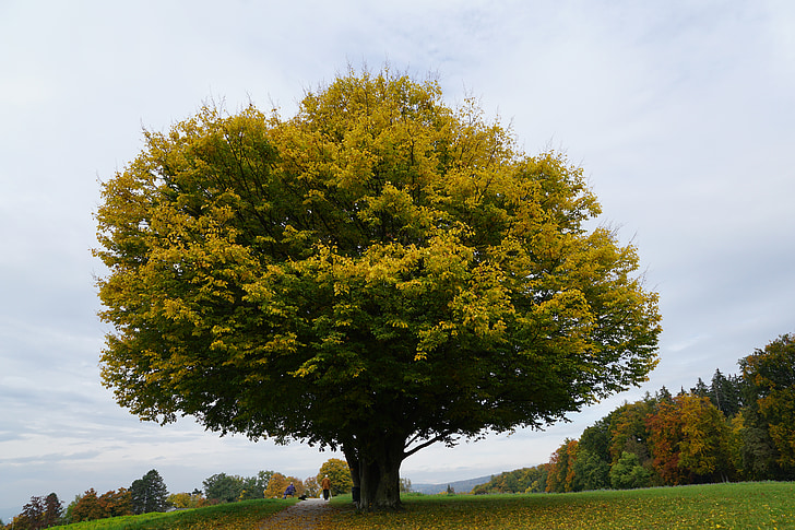 albero, prato, autunno, età, Parco, Zollikon, Zurigo