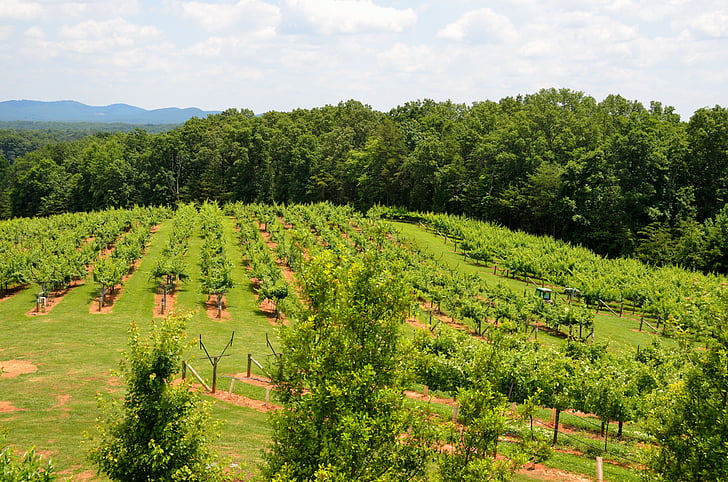 vignoble, Winery, paysage, à l’extérieur, au nord la Géorgie, Agriculture, rural