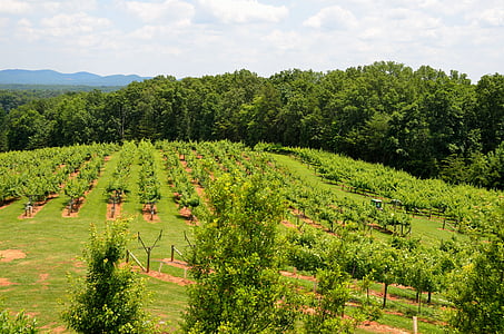Виноградник, Винодельня, пейзаж, на открытом воздухе, Север Грузии, Сельское хозяйство, сельских районах