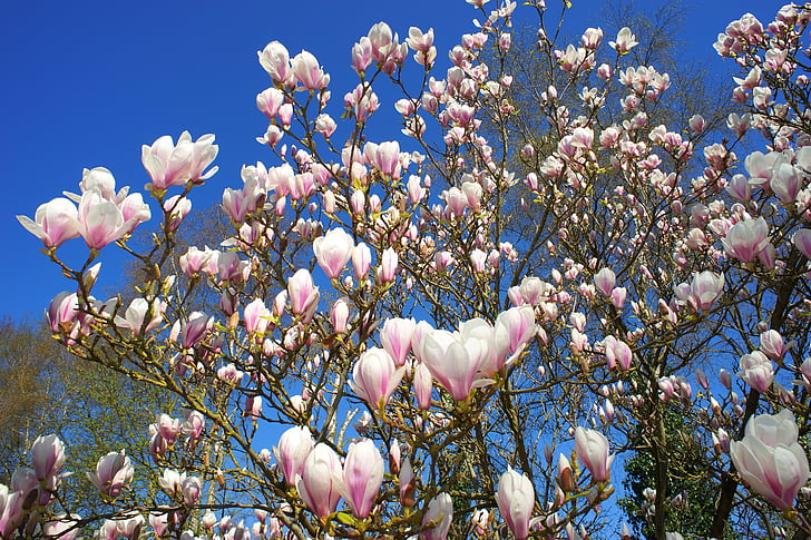 Magnolia, Tulip magnolia, korai gikszer, tavaszi, természet, növény, virágok