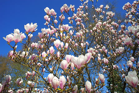 Magnòlia, Magnòlia tulipa, primer bloomer, primavera, natura, planta, flors