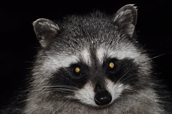 raccoon, varmint, mammal, masked, wildlife, cute, nature
