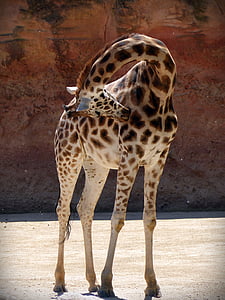 žirafa, živali, Afrika, sesalec, opazila, čiščenje, prosto živeče živali
